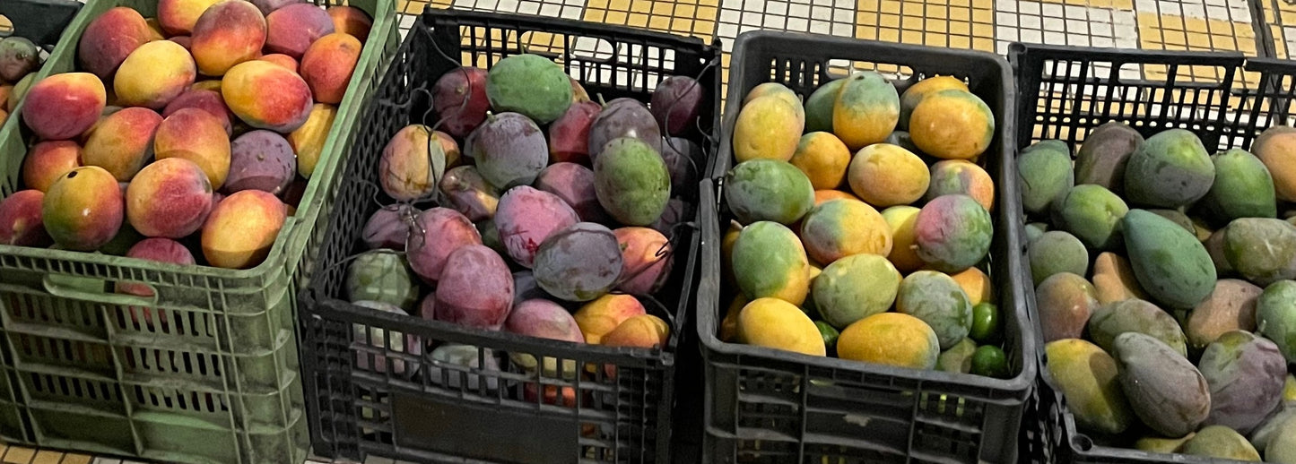 Dehydrated Mango - 1 kg