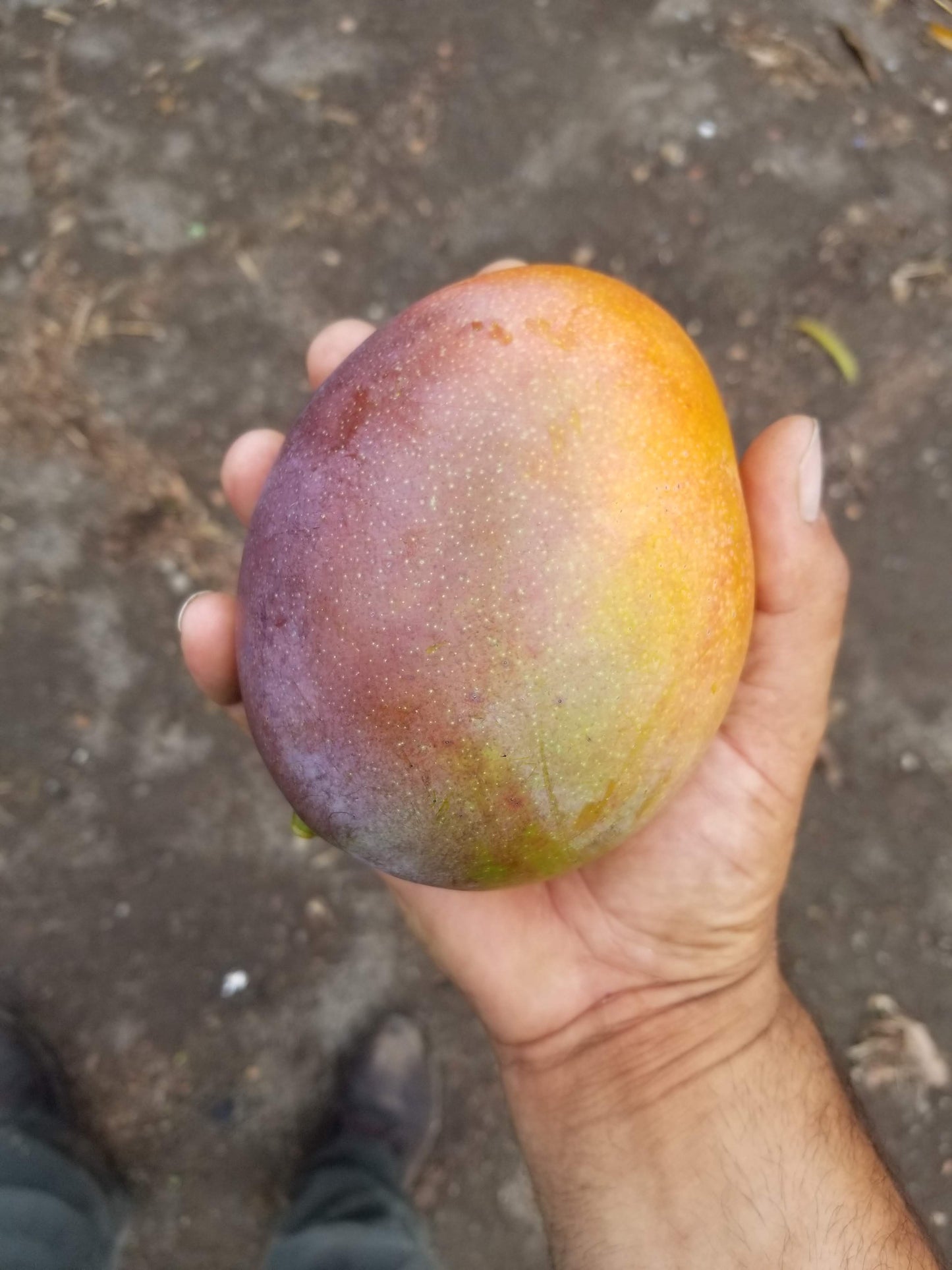 Dehydrated Mango - 1/2 kg